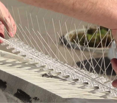Bird Spikes